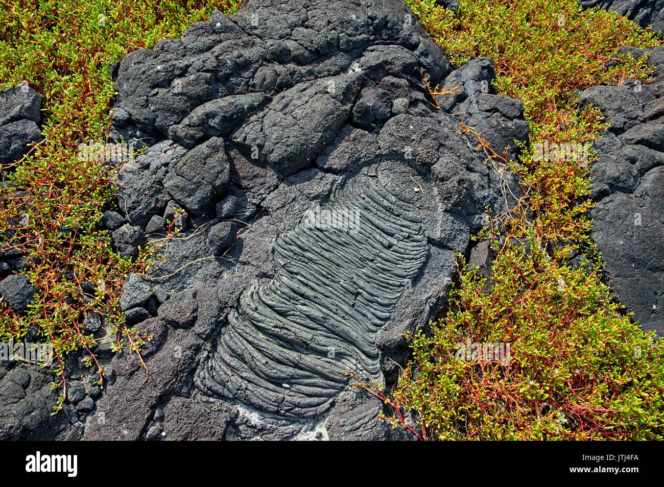 Fresh green growth embedded in lava on National Historical Park, Honaunau, archaeological park Stock Photo