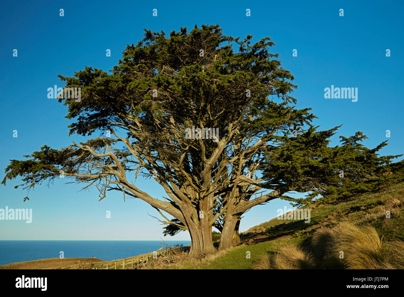 Macrocarpa Tree (Cupressus macrocarpa), Otago Peninsula, Dunedin, South Island, New Zealand Stock Photo