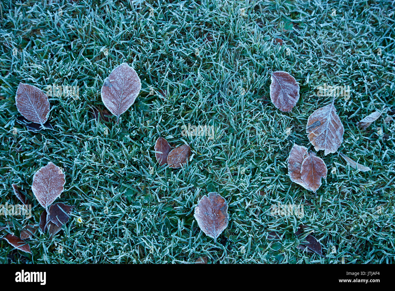 Frosty autumn leaves, Botanic Gardens, Dunedin, Otago, South Island