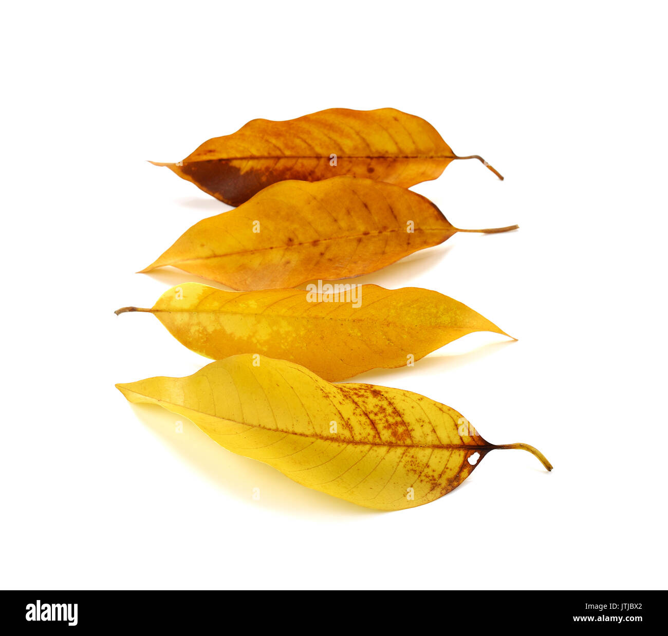 Autumn leaves isolated on white background Stock Photo - Alamy