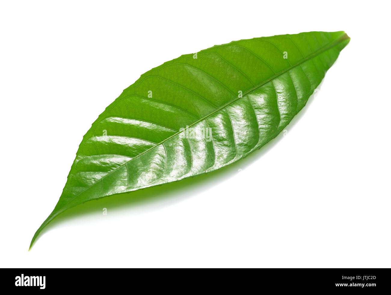 Single green leaf isolated on white background Stock Photo - Alamy