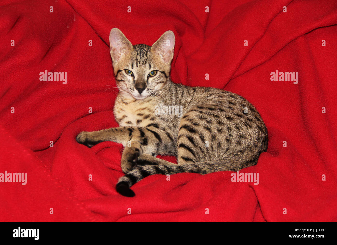 Savannah cat. Beautiful spotted and striped gold colored Serval Savannah kitten with golden yellow eyes and a black nose relaxing on a red blanket. Stock Photo