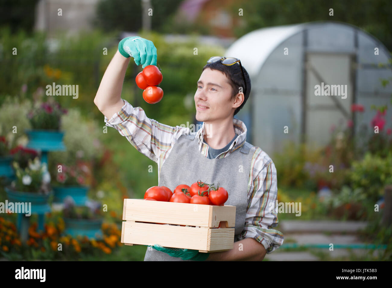 Farmer with box of tomato Stock Photo - Alamy