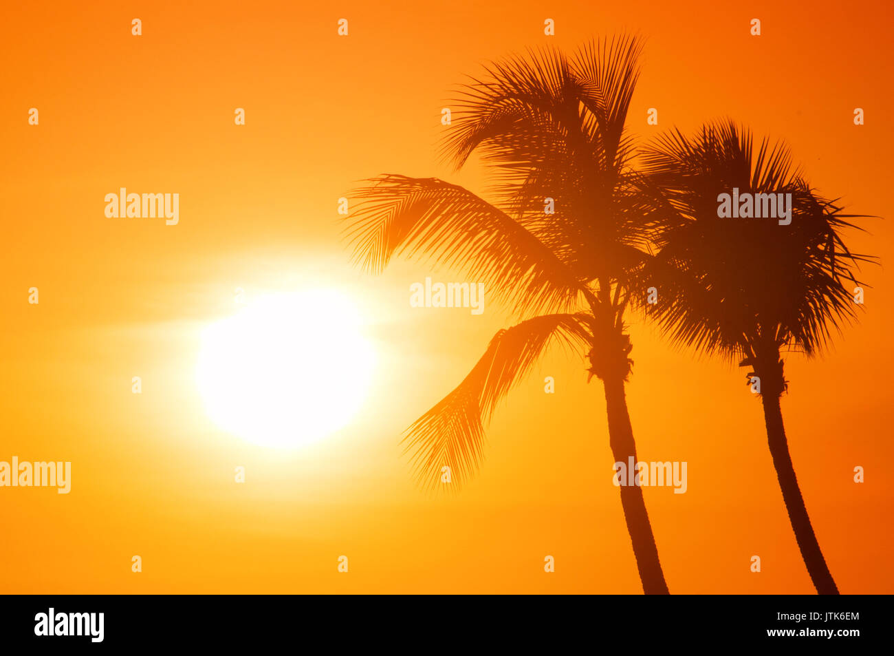 Two palm trees silhouette on sunset tropical beach Stock Photo - Alamy