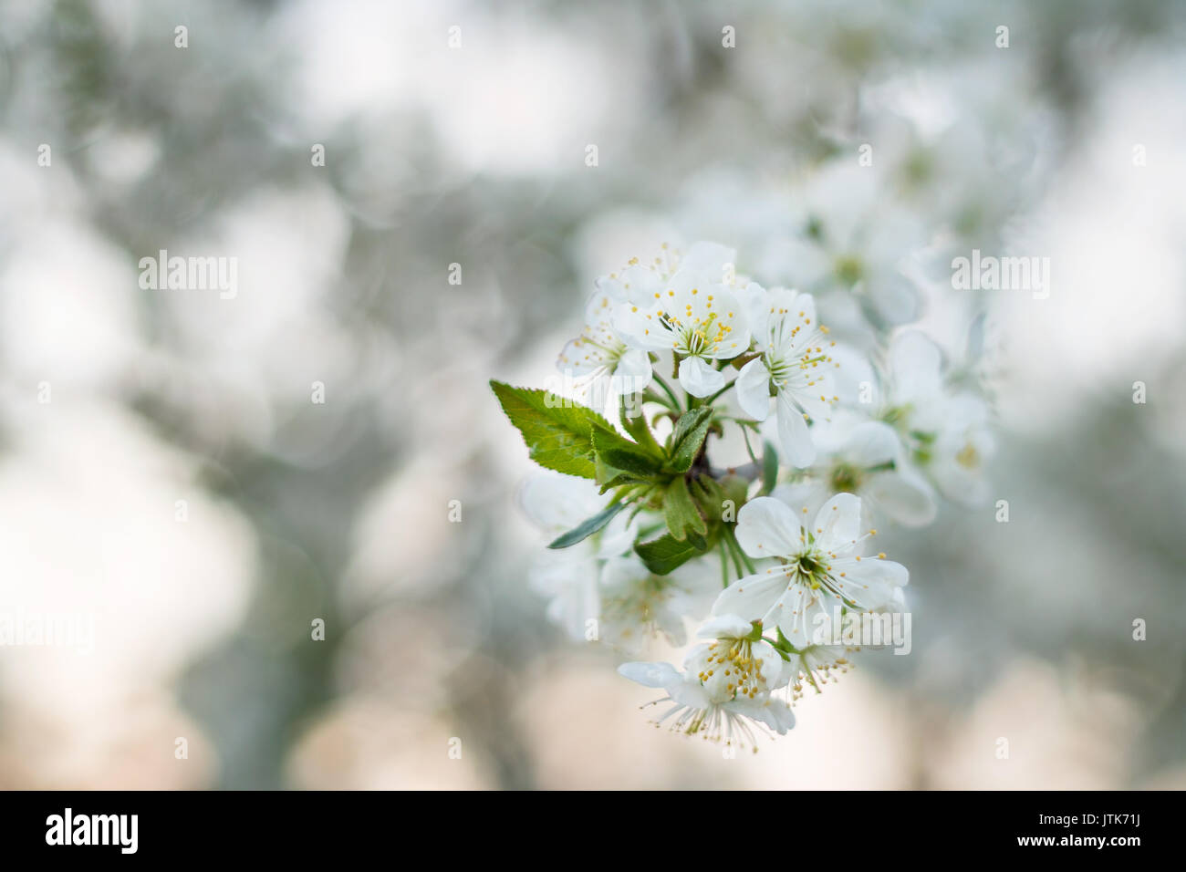 Cherry blossom in spring sunset Stock Photo - Alamy