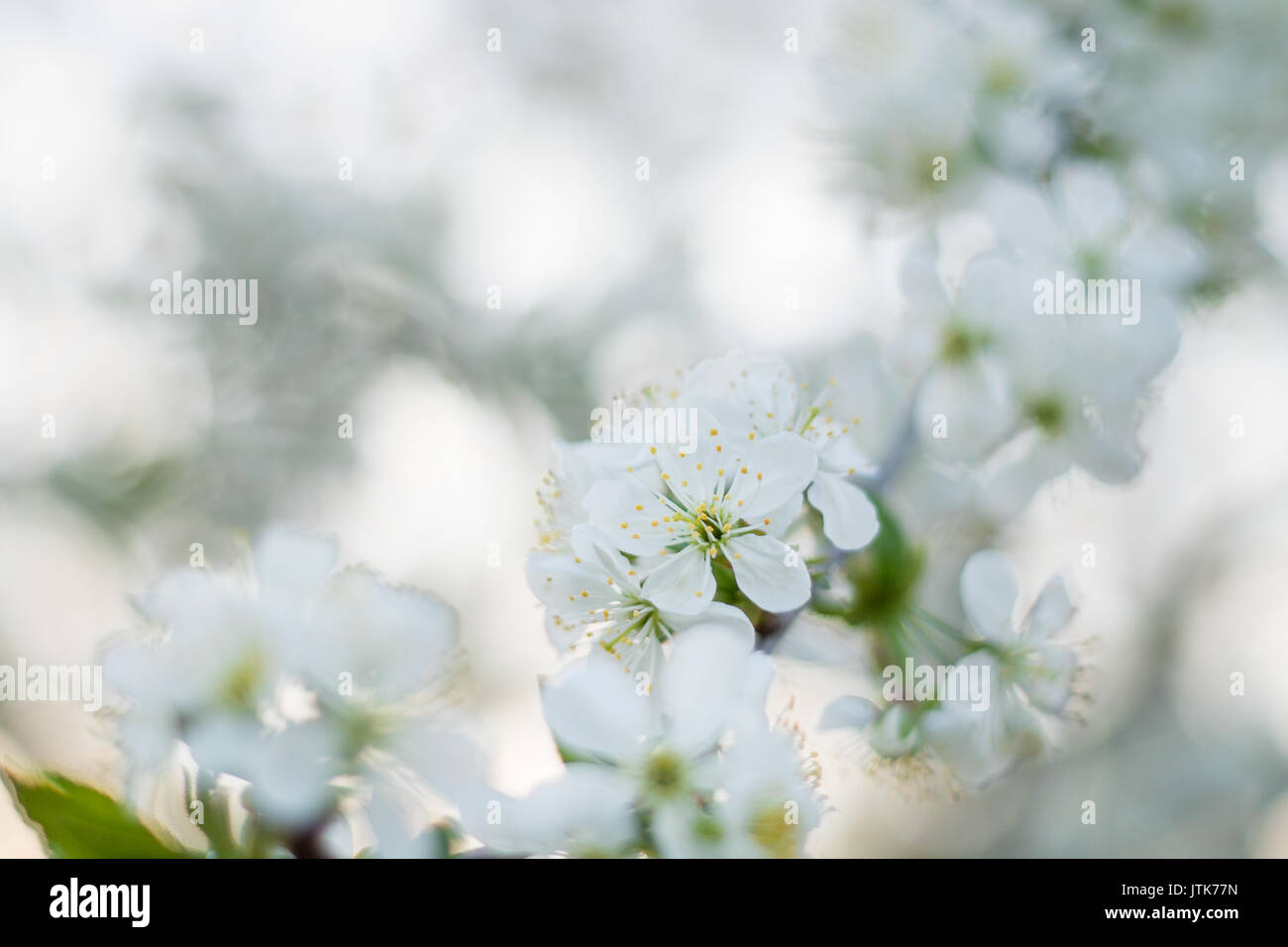 Sour cherry blossom in spring sunset Stock Photo