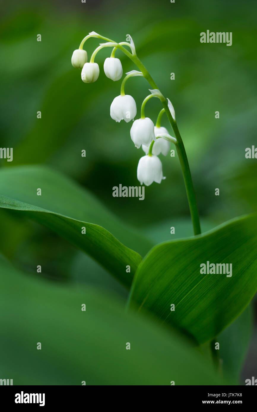 Lily of the valley flower in spring garden Stock Photo - Alamy