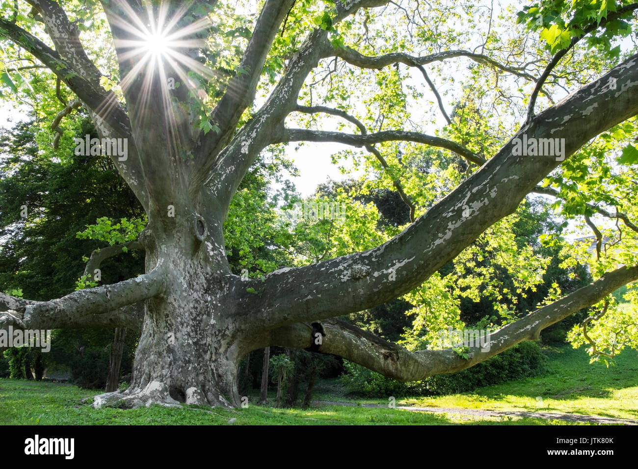 Old platanus tree in summer park Stock Photo