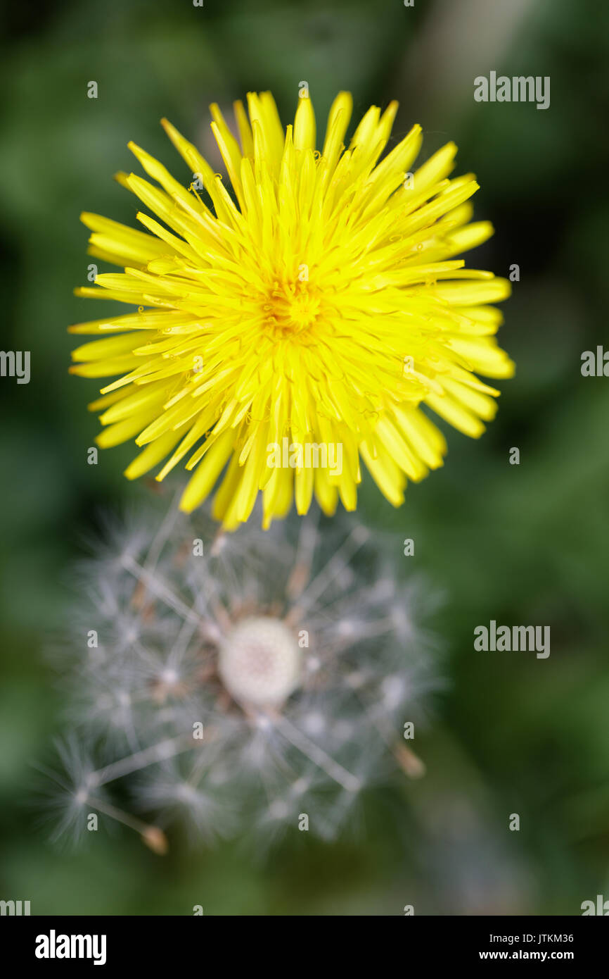 Close up of dandelion in flower with dandelion clock seedhead in distance Stock Photo