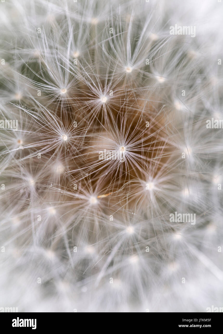 Close up of dandelion clock seedhead Stock Photo
