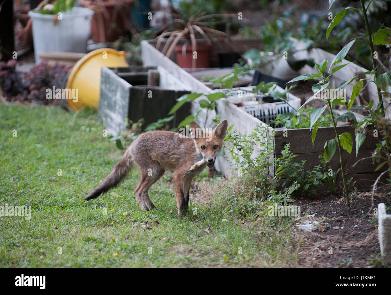 Red Fox cub, Vulpes vulpes, in a garden, London, United Kingdom Stock Photo