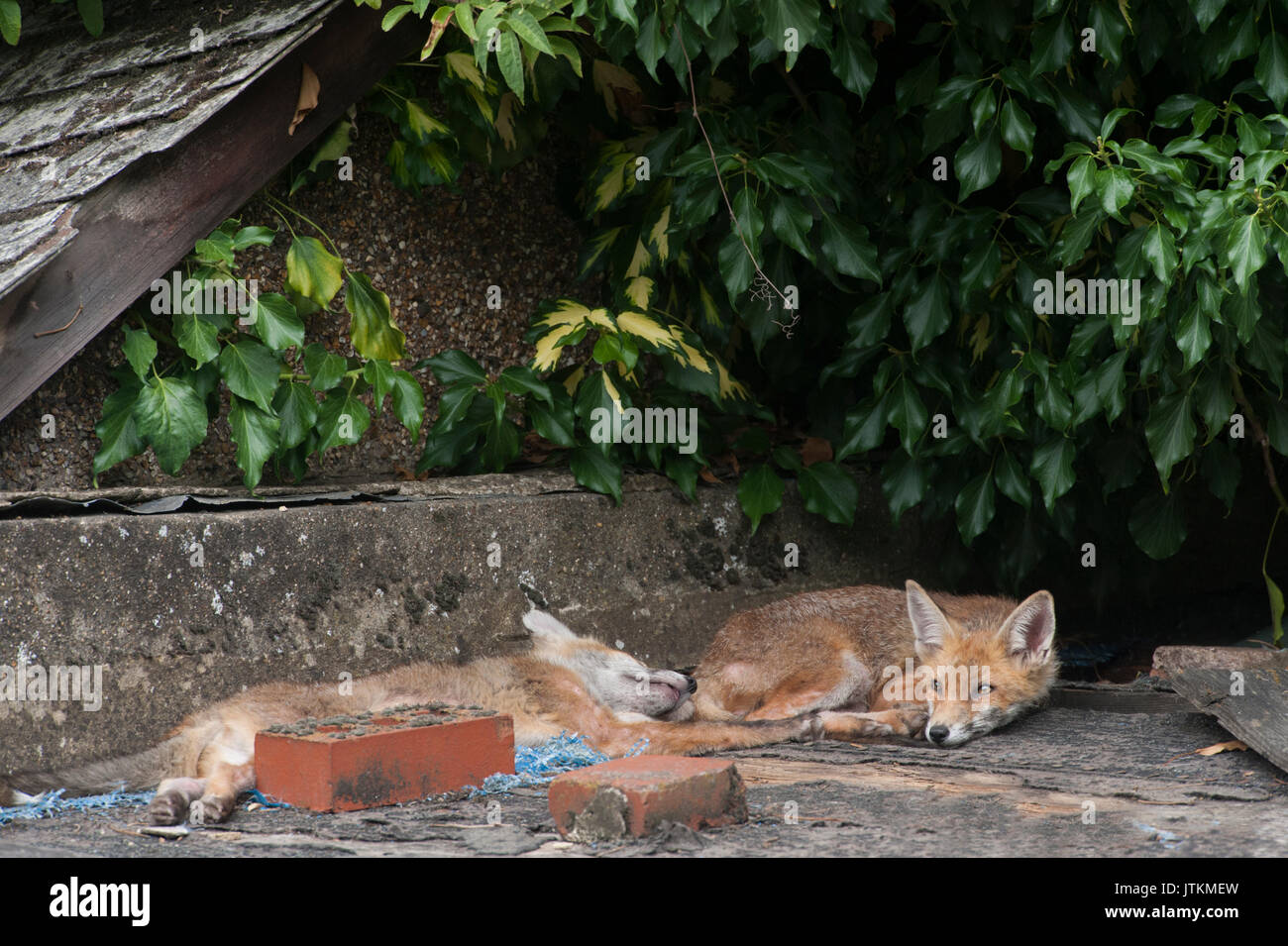 Red Fox cubs, Vulpes vulpes, rest up on a garden shed in a garden, London, United Kingdom Stock Photo