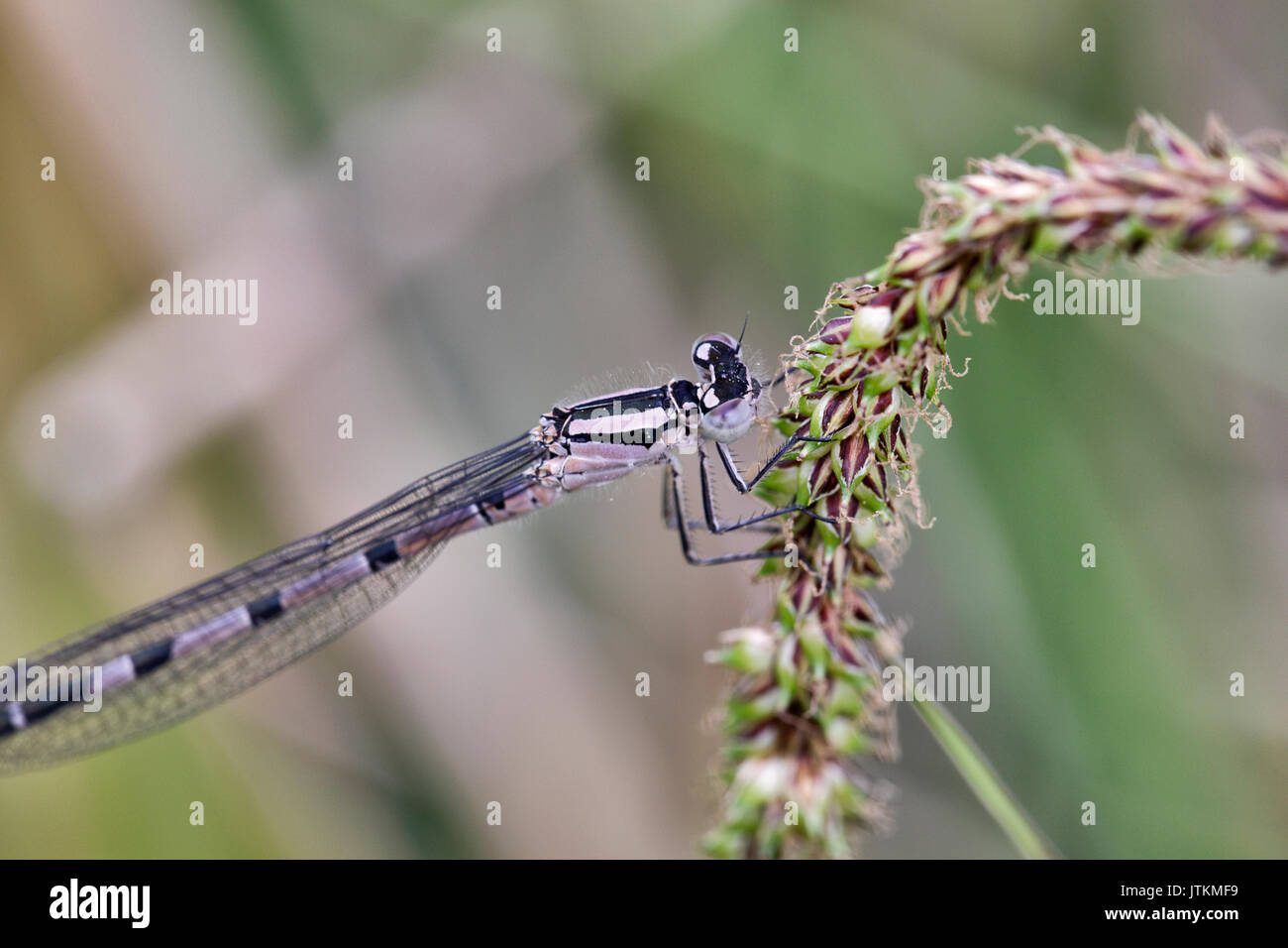 Close up of female common blue damsel fly on wild grass Stock Photo
