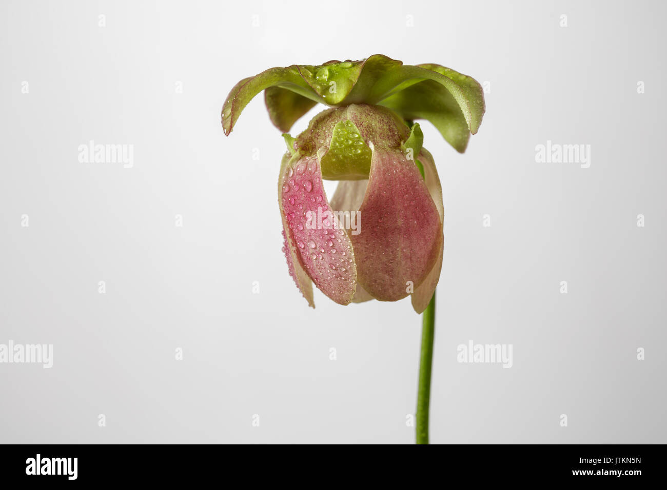 Flowering carniverous plant (Sarracenia x Jedi) - close up of flower Stock Photo