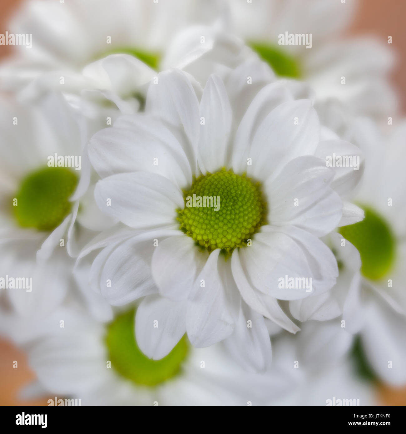 Soft focus white and green daisis Stock Photo