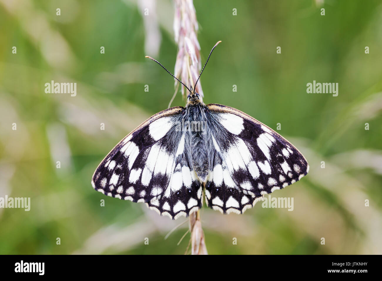 Marbled White Butterfly - Melanargia galathea Stock Photo