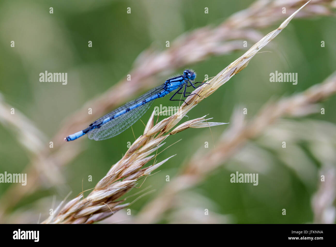 Close up of male common blue damsel fly on wild grass Stock Photo
