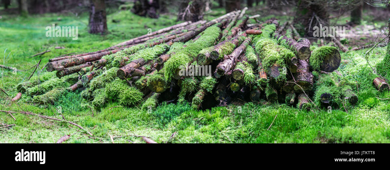 Panorama in the forest with a pile of timber. Stock Photo