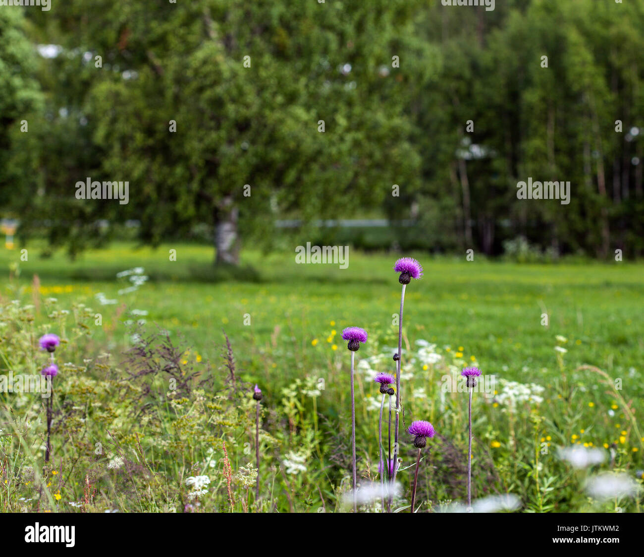 Some melancholy thistles on a flower meadow. Trees in the background. Stock Photo