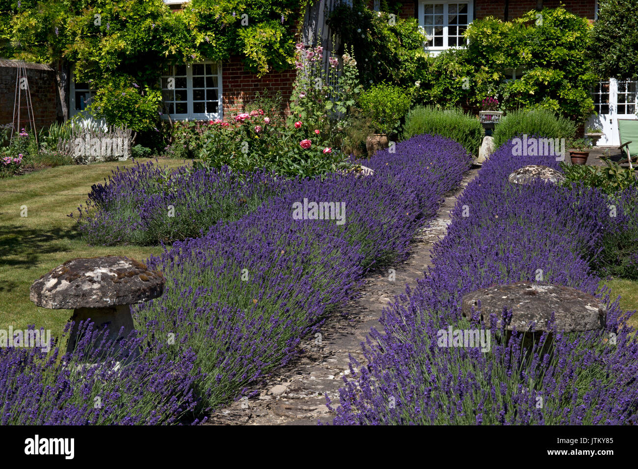 Path with lavender hires stock photography and images Alamy