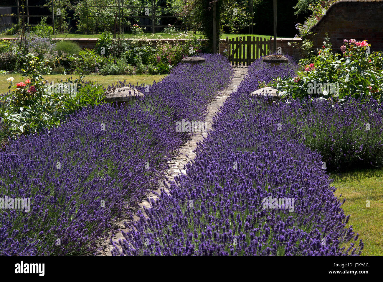 garden path flanked with rows of lavender in english country garden,england Stock Photo