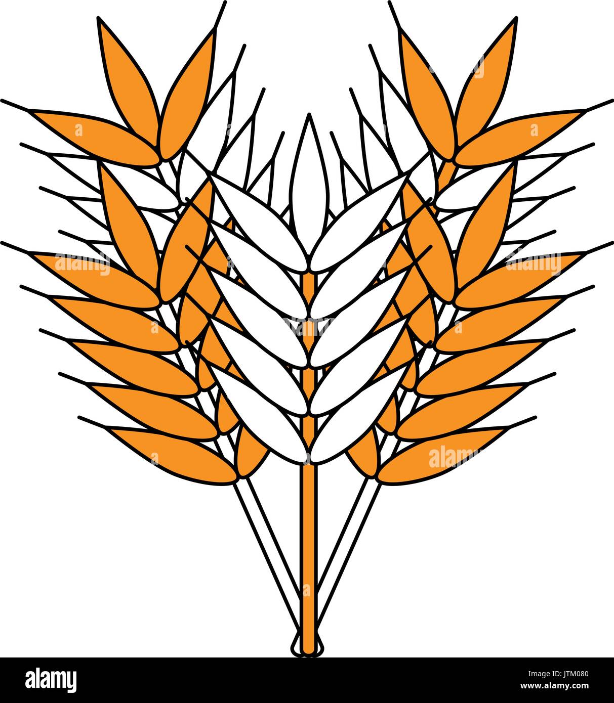 wheat vector illustration Stock Vector