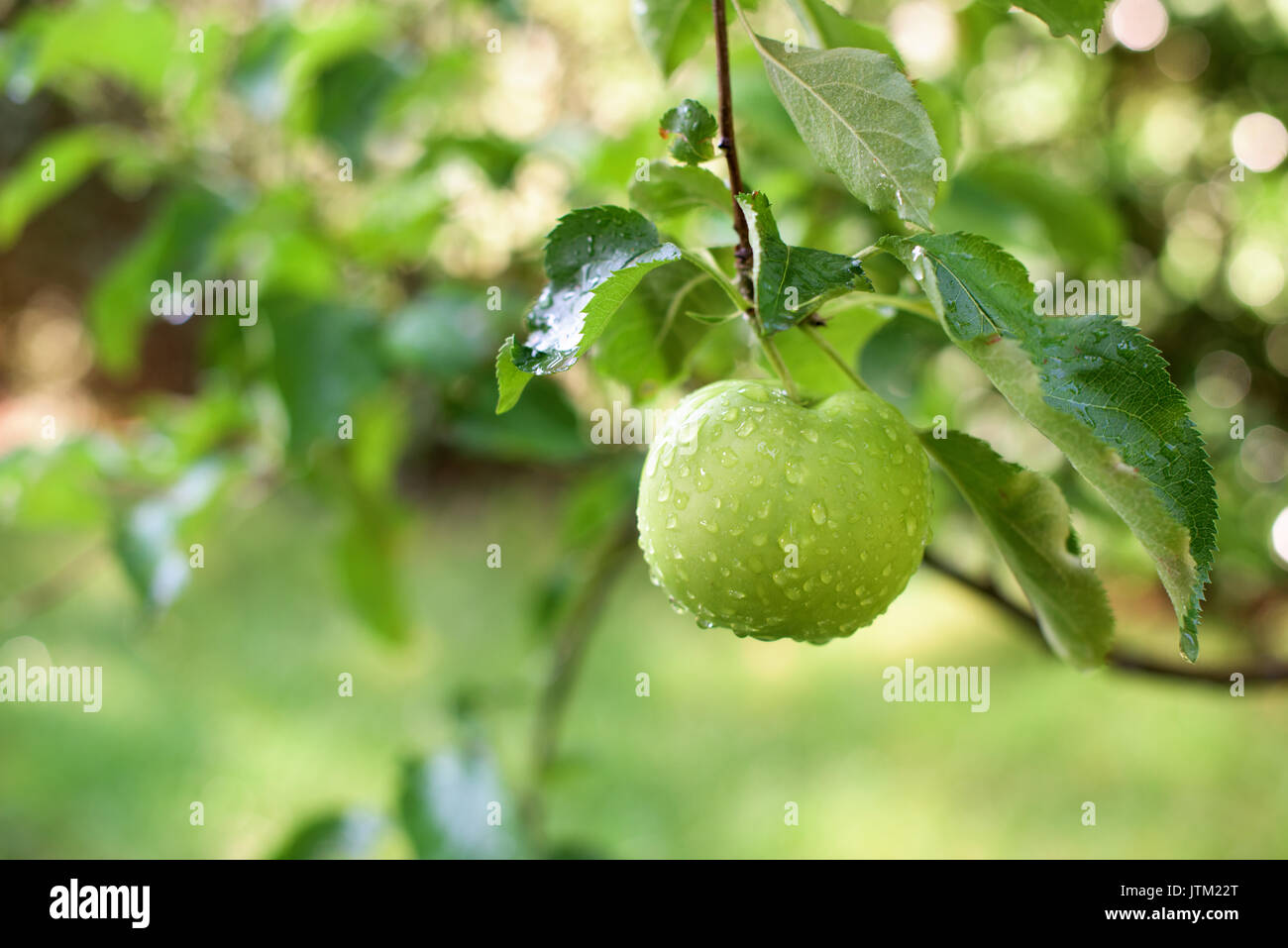 Apple on a brаnch whit water drops on it Stock Photo