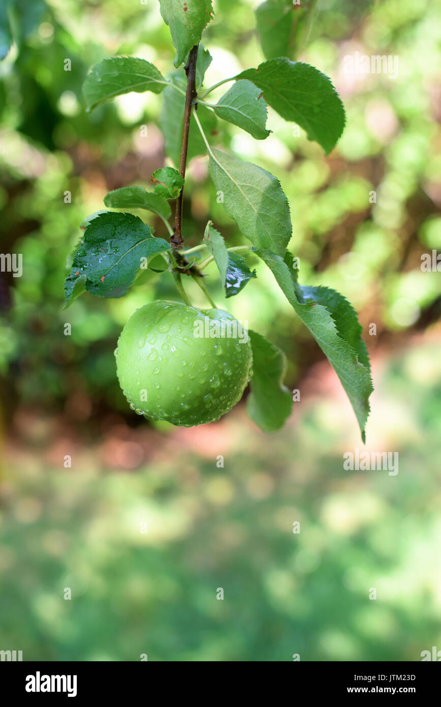 Wet apple on a branch with drops of water Stock Photo