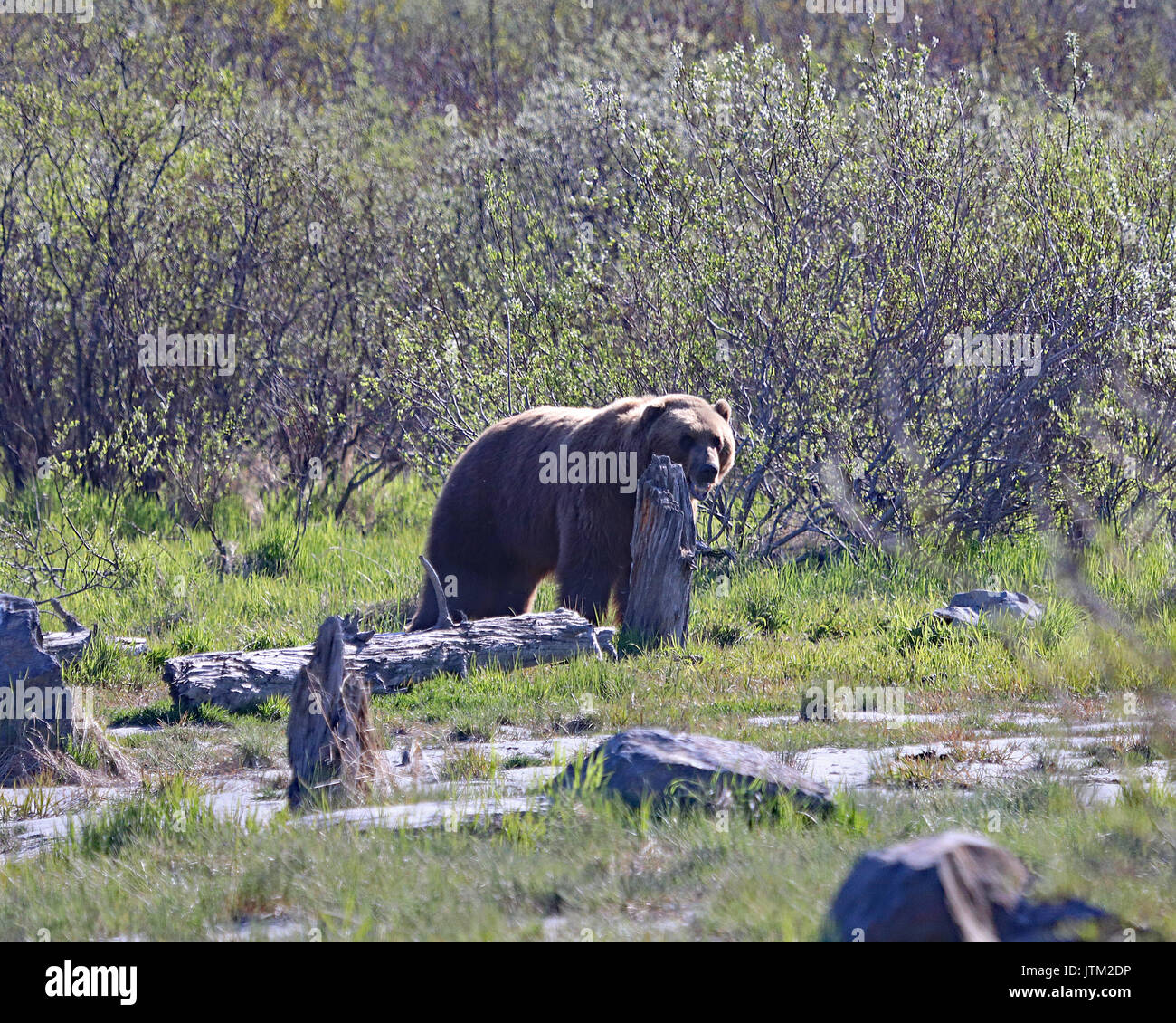 Brown bear at Alaska Wildlife Conservation Center in Portage, Alaska Stock Photo