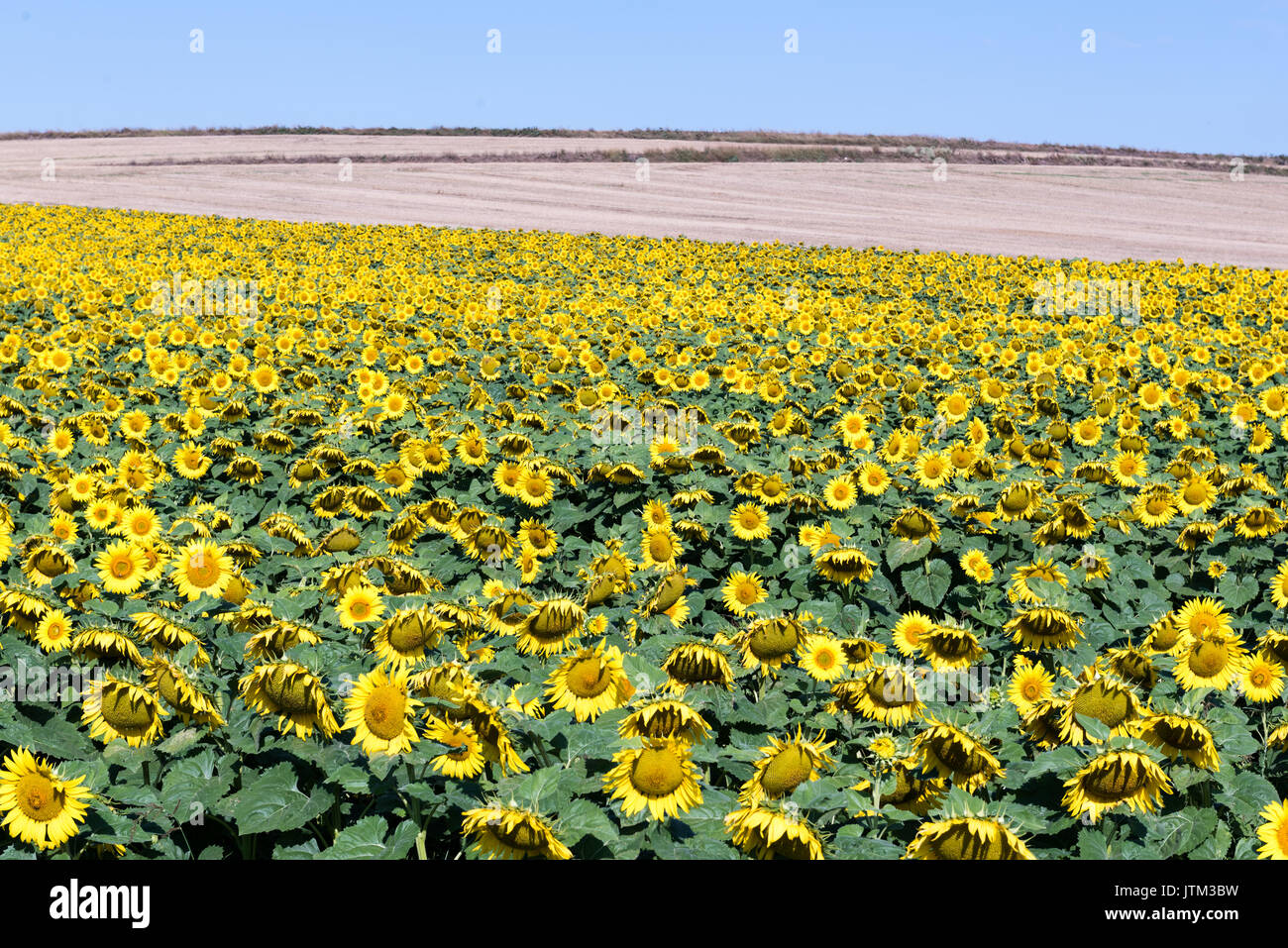 Field of blooming sunflowers on a background blue sky Stock Photo - Alamy