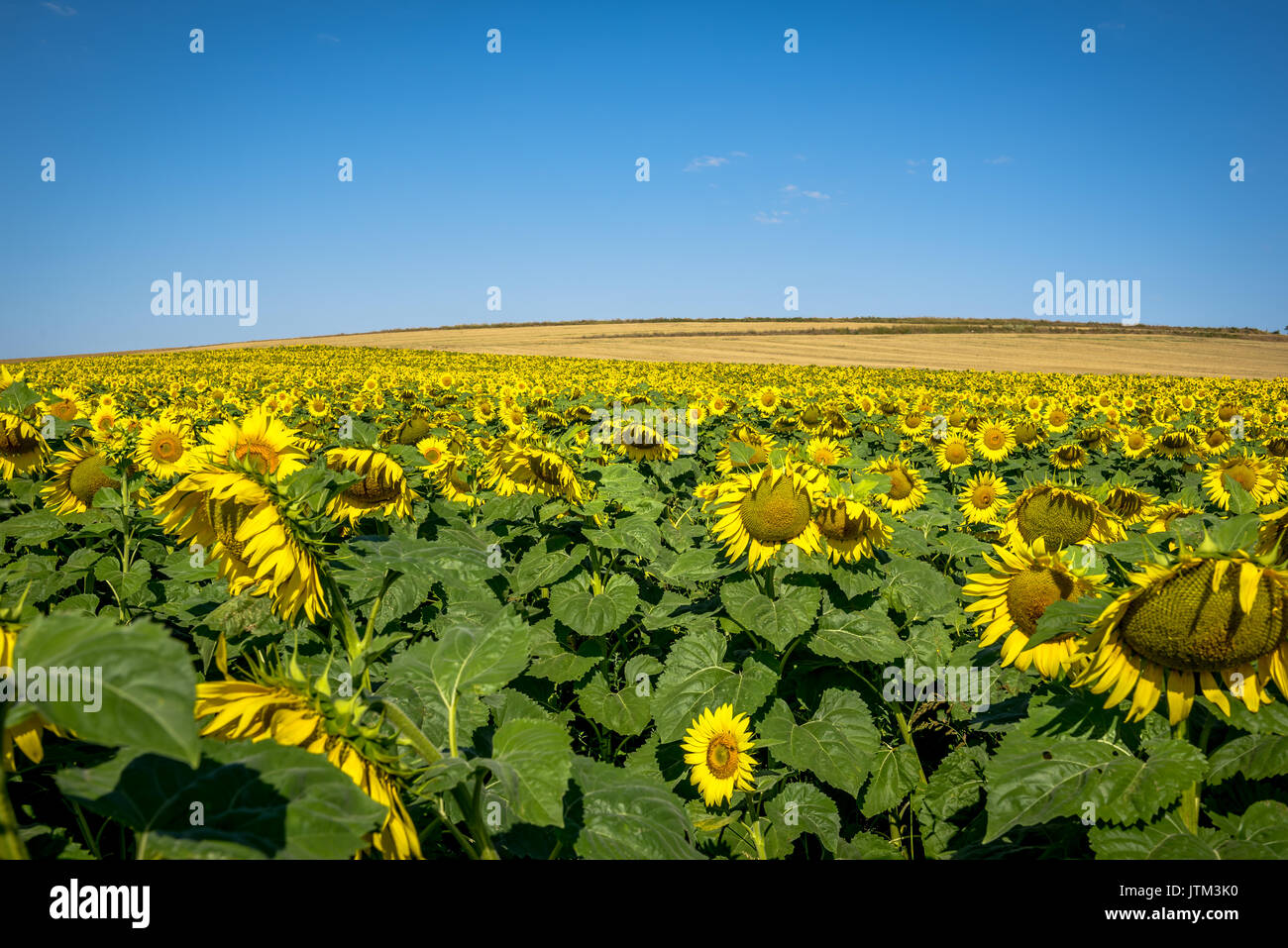 Field of blooming sunflowers on a background blue sky Stock Photo - Alamy