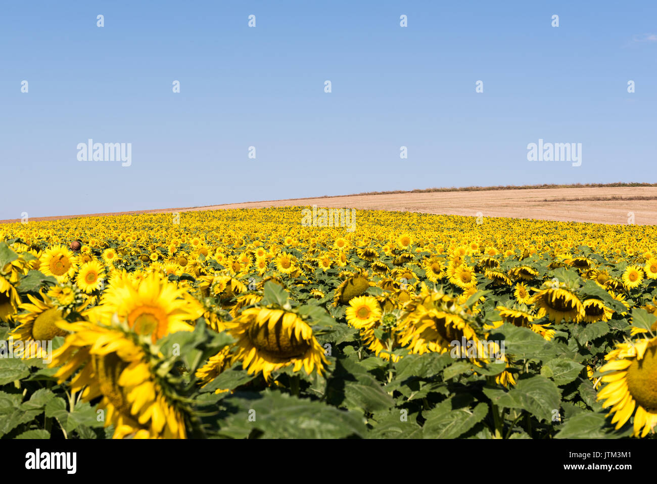 Field of blooming sunflowers on a background blue sky Stock Photo - Alamy