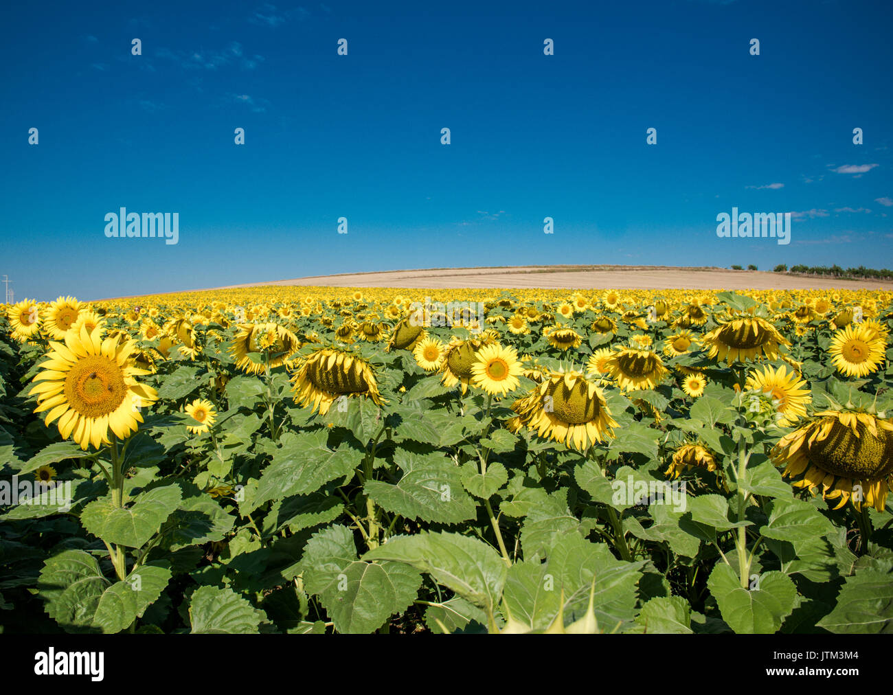 Field of blooming sunflowers on a background blue sky Stock Photo - Alamy