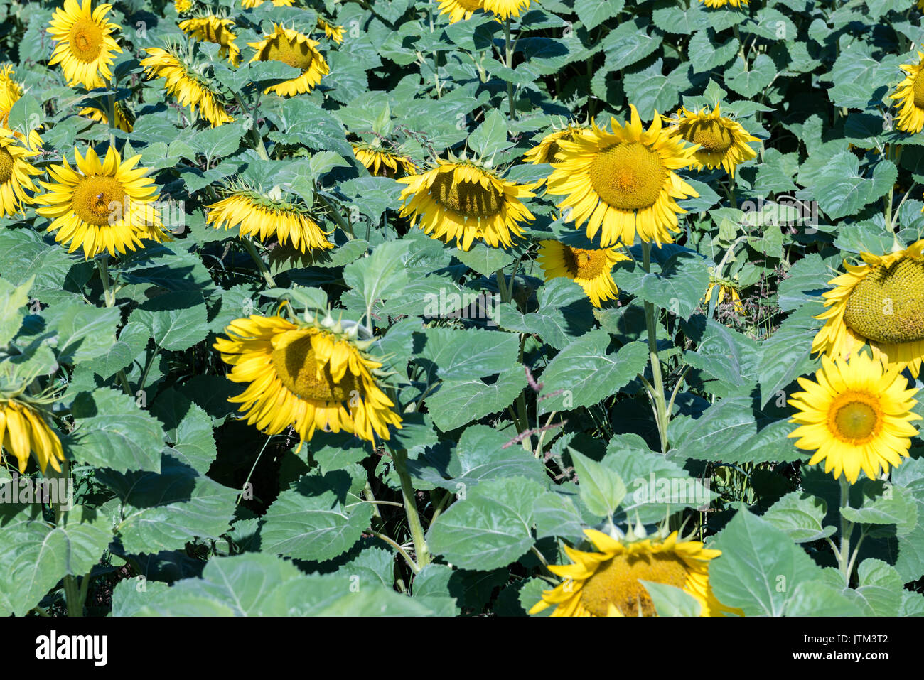 Field of blooming sunflowers on a background blue sky Stock Photo - Alamy