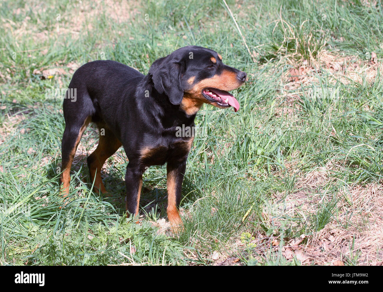 SMALAND HOUND driving dog for hunting hare and fox Stock Photo