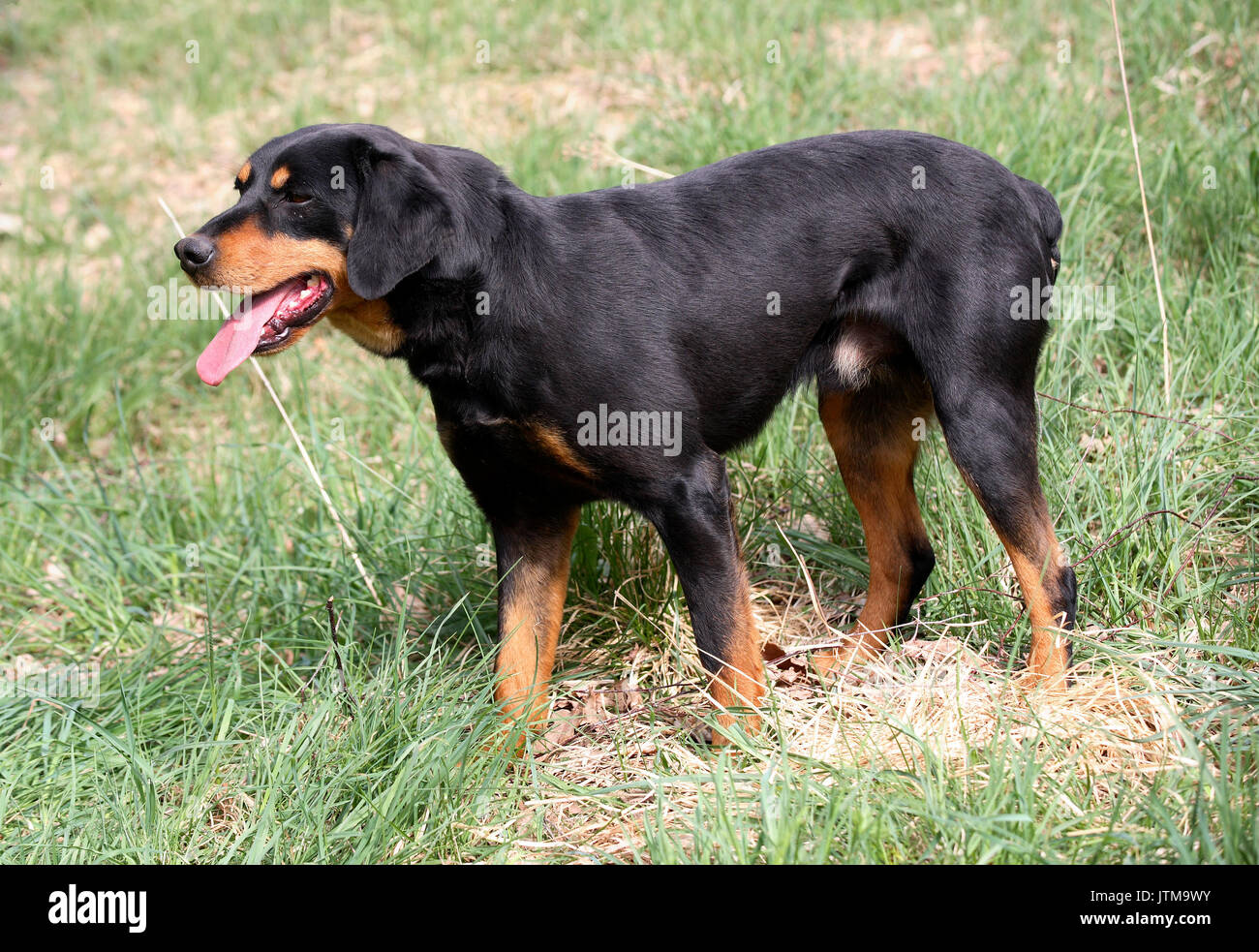 SMALAND HOUND driving dog for hunting hare and fox Stock Photo