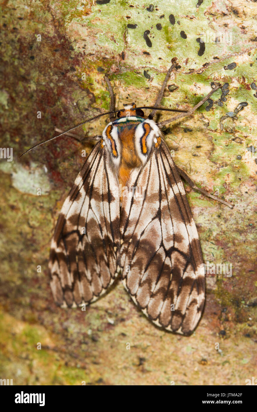 Hemihyalea watkinsii - a South American tiger moth from Ecuador Stock Photo