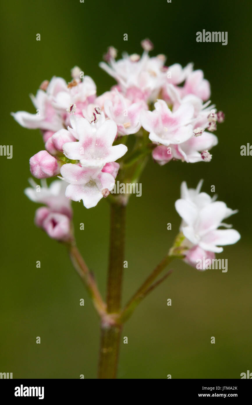 Dropwort (Filipendula vulgaris) flowers Stock Photo