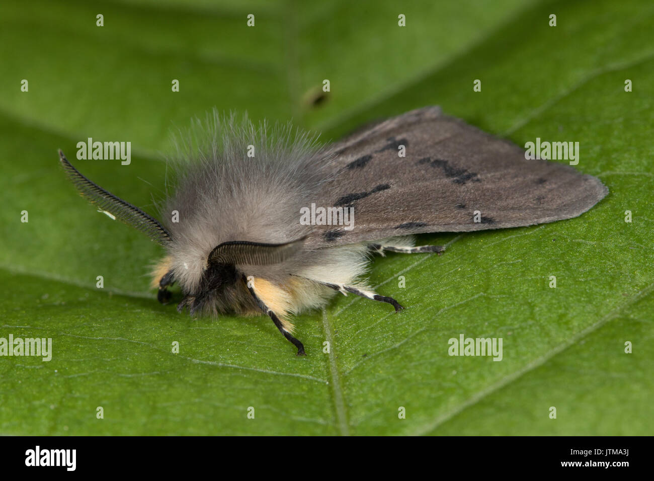 Muslin Moth (Diaphora mendica) Stock Photo
