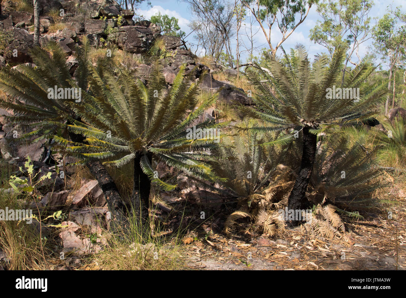 Cycad trees (Cycas calcicola) in rocky, arid area of northern Australia Stock Photo
