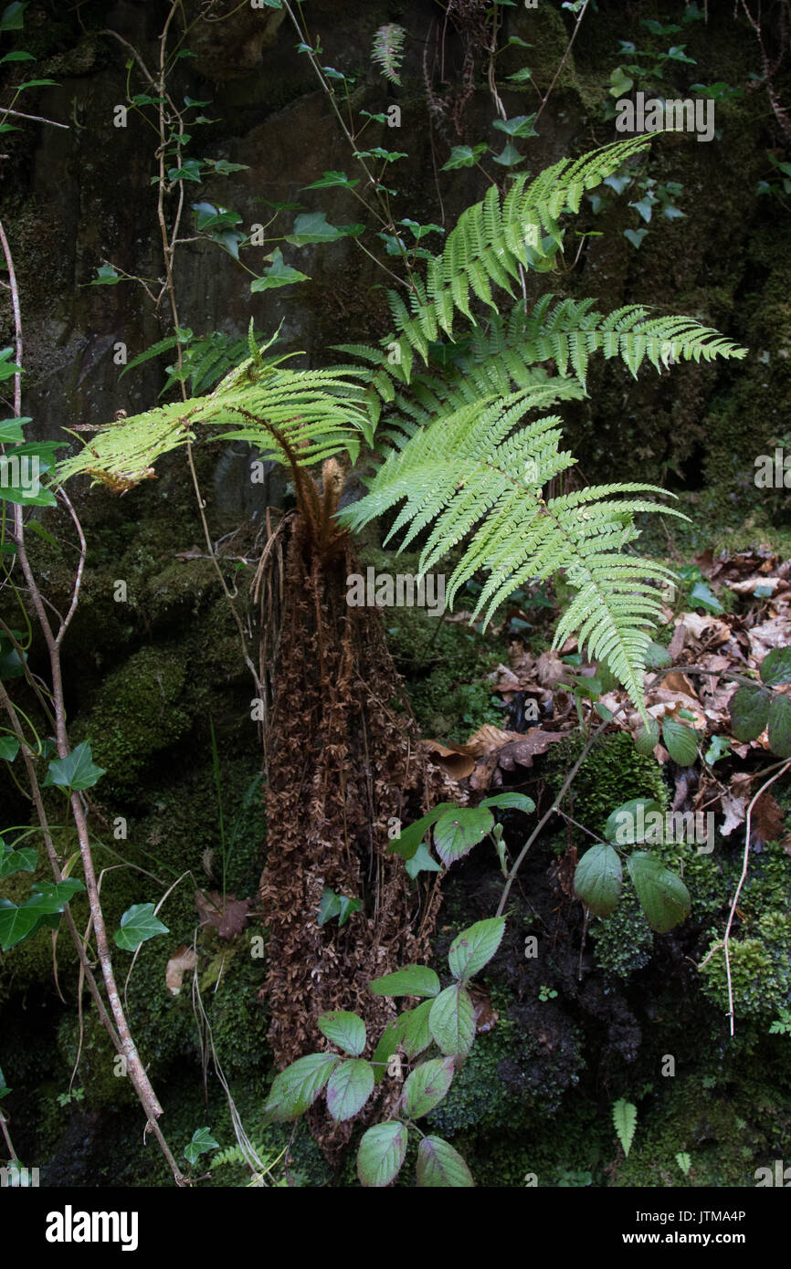 Scaly Male-fern (Dryopteris affinis) Stock Photo