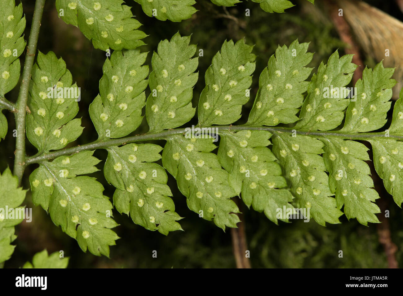 Sporangia on the underside of a Broad Buckler Fern (Dryopteris dilatata) frond Stock Photo