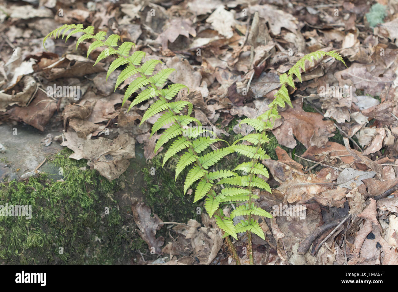 Scaly Male-fern (Dryopteris affinis) Stock Photo