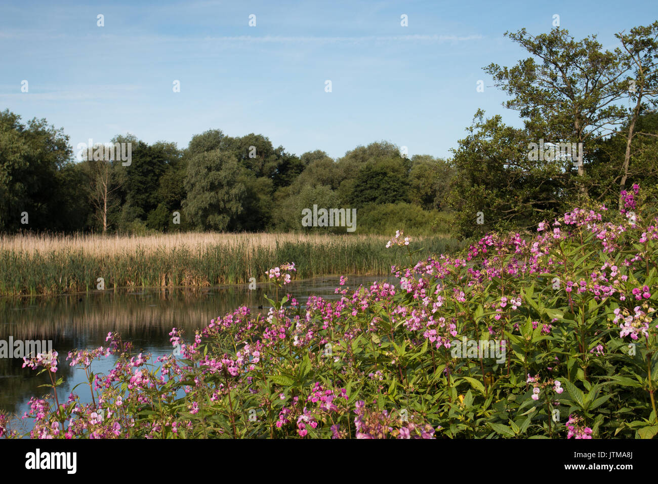 Indian Balsam (Impatiens glandulifera), an invasive species, on the bank of a disused gravel pit at Attenborough Nature Reserve, Nottinghamshire Stock Photo