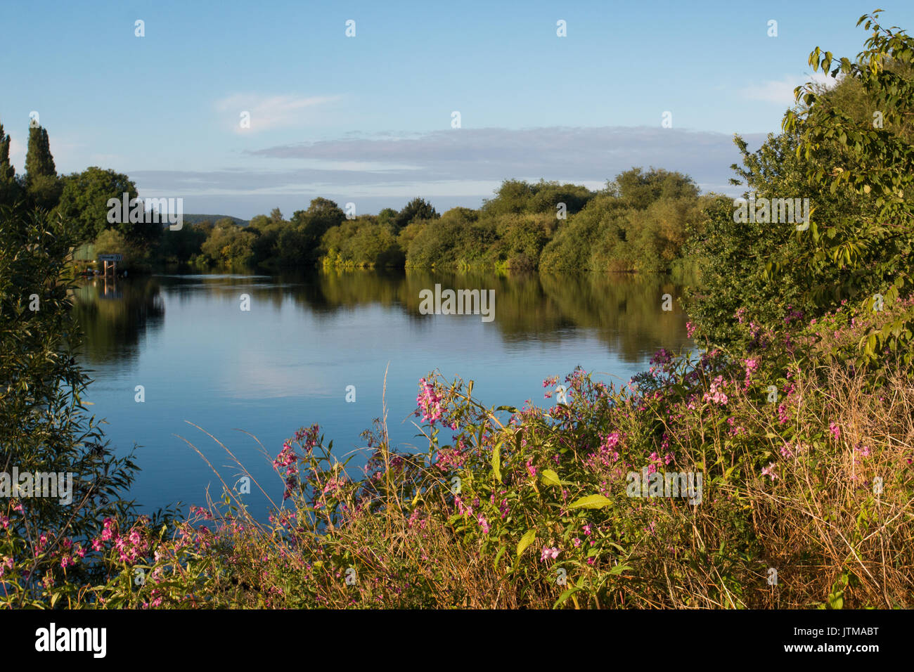 Himalayan Balsam (Impatiens glandulifera), an invasive species, on the banks of the River Trent, Nottinghamshire Stock Photo