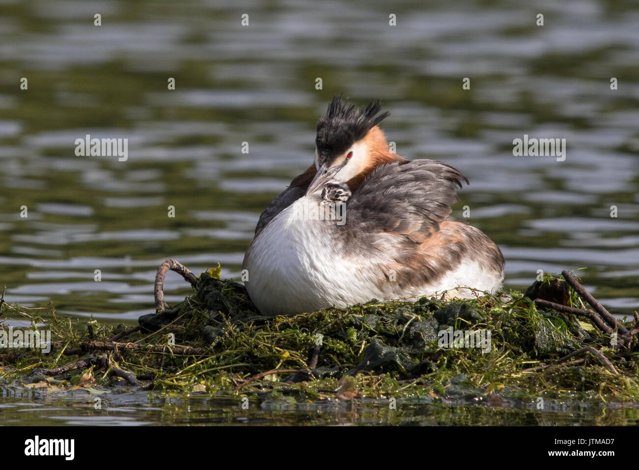 Great Crested Grebe (Podiceps cristatus) chick on peeking out its head from under male's wing while he incubates eggs on the nest Stock Photo
