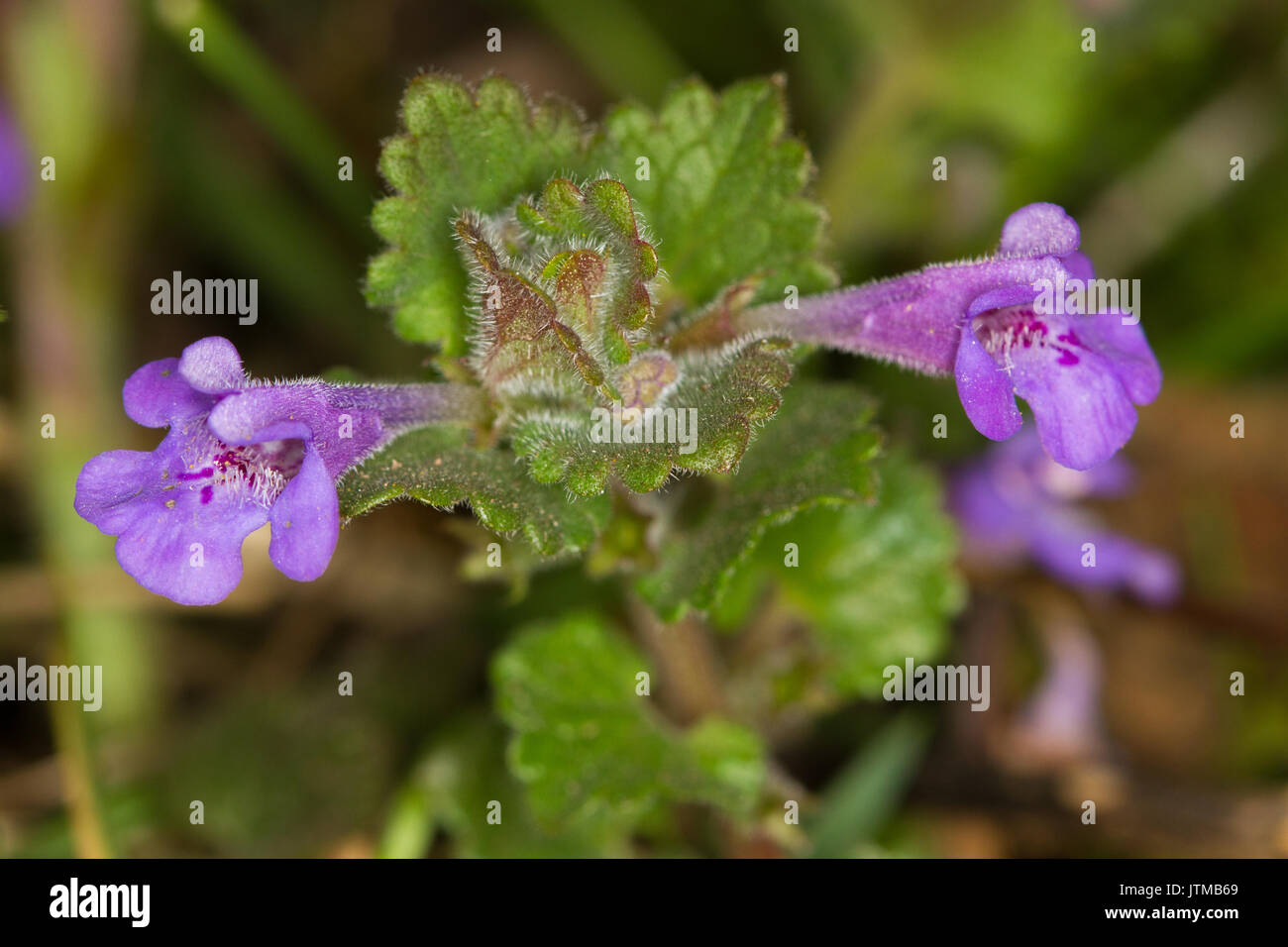 Ground Ivy (Glechoma hederacea) Stock Photo