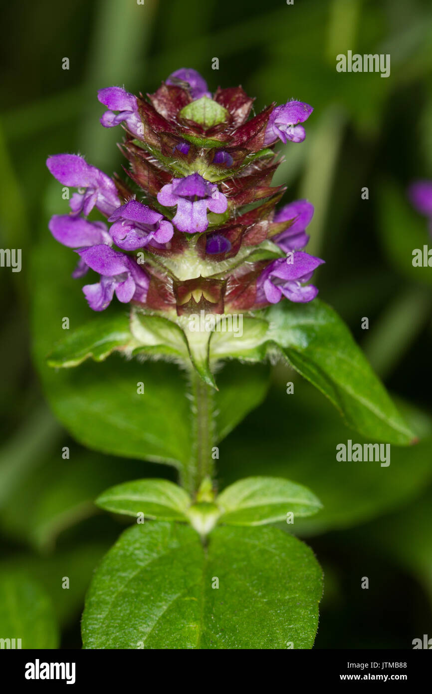 Selfheal (Prunella vulgaris) flower Stock Photo