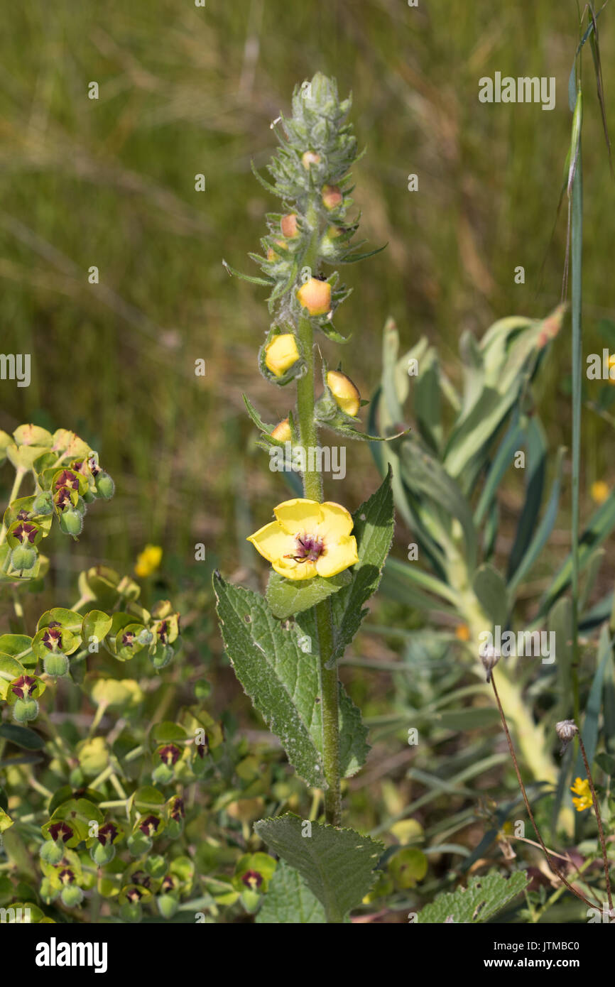 Nettle-leaved Mullein (Verbascum chaixii) Stock Photo