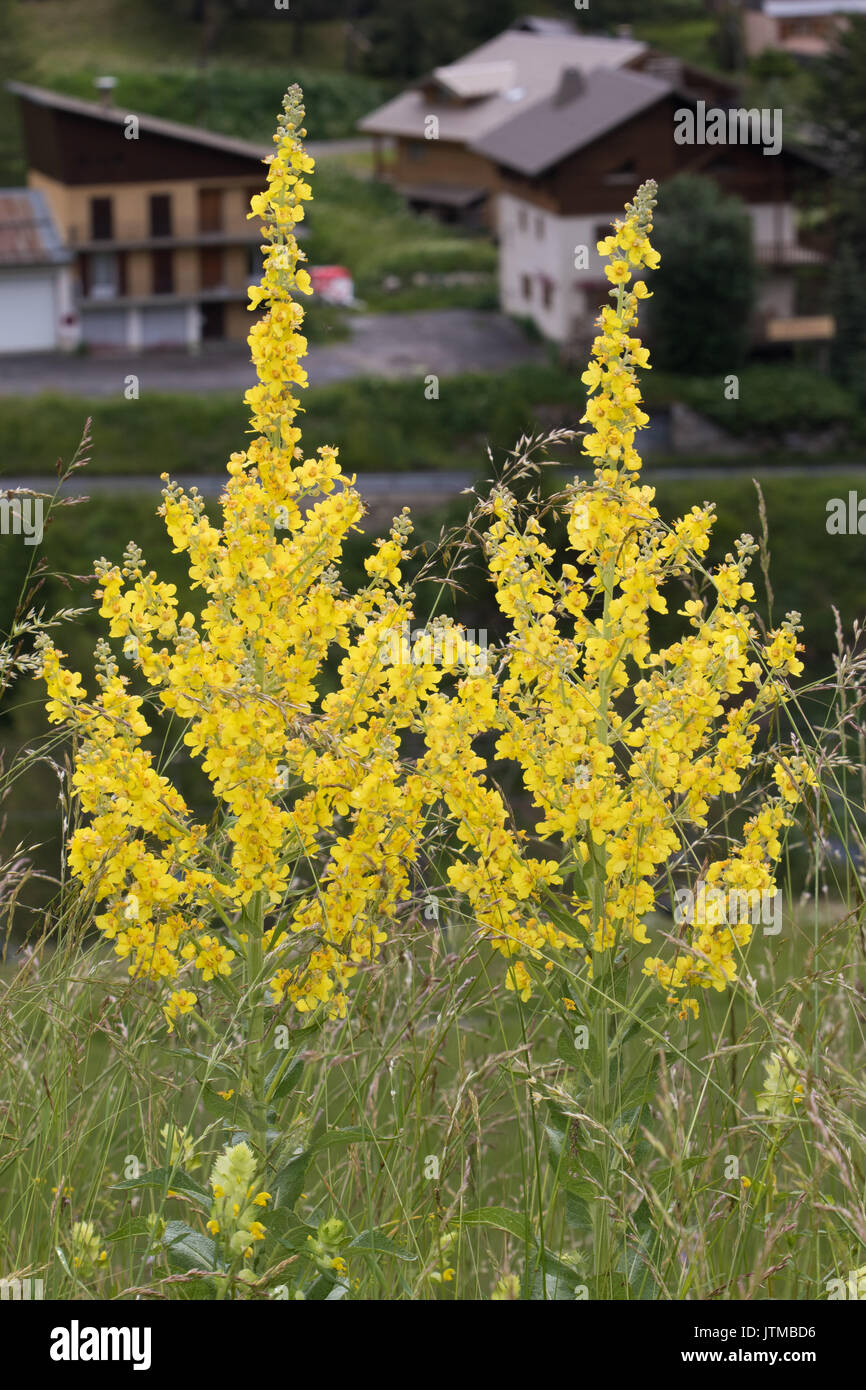 Great Mullein (Verbascum thapsus) flowers Stock Photo